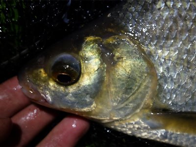 En formodet brasen/skalle hybrid. Munden kunne skydes ud som brasens mund kan, men fisken lignede ikke en rigtig brasen.