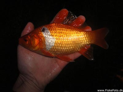 En hvid og rød guldfisk.