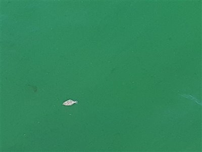 En lille fladfisk svømmede forbi molen i overfladen.