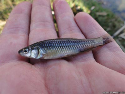 Båndgrundling (Pseudorasbora parva) båndgrundlingefiskeri, invasiv, art, 