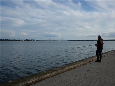 En rigtig havnerotte på Fredericia Havn.