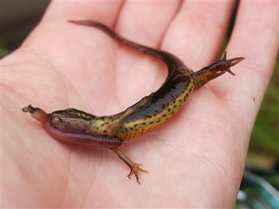 Et par salamandere bed også på regnormen i dag. Det er noget jeg ofte oplever i små damme, når jeg fisker efter karusser eller sølvkarusser.