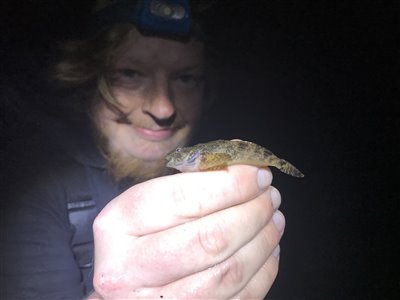 Finnestribet ferskvandsulk (Cottus poecilopus) Fanget ved medefiskeri. 
Denne finnestribet ferskvandsulk blev genudsat. Syd- og Sønderjylland, (sted ikke oplyst) (Å / bæk) ferskvandsulkefiskeri