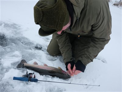 Finns første fisk er netop kommet på is!