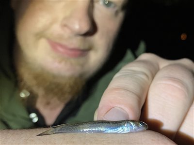 Firtrådet havkvabbe (Enchelyopus cimbrius) Fanget ved medefiskeri.  Østjylland, (sted ikke oplyst) (Fjord) havkvabbefiskeri