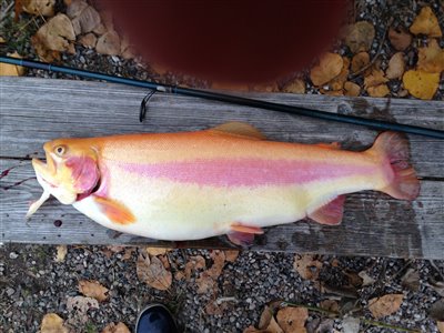 Guldørred (Oncorhynchus mykiss) guldørredfiskeri, regnbueørred, put and take, dambrug, 