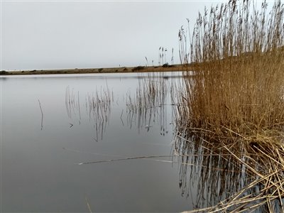 Fiskepladsen ved Ringkøbing Fjord.