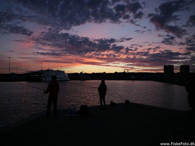 Fiskeri på Århus Havn. Foto: Gustav Askengren 