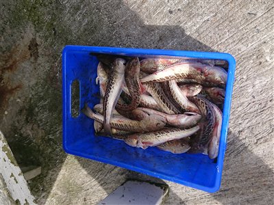 Fjæsing (Trachinus draco) Fanget ved medefiskeri. 
Denne fjæsing blev hjemtaget. Nordjylland, Øster Hurup (Havn / mole) fjæsingefiskeri, giftig, bade, strand, grådig, varmt, vand