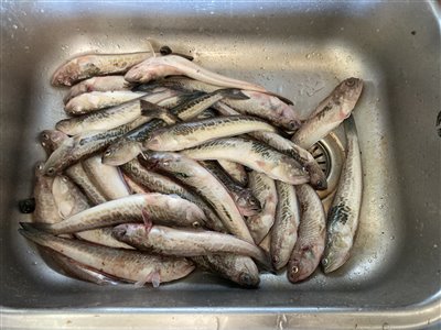 Fjæsing (Trachinus draco) Fanget ved medefiskeri. Ca. 30 fjæsinger kom under kniven.  Østjylland, Bønnerup Havn (Havn / mole) fjæsingefiskeri, giftig, bade, strand, grådig, varmt, vand
