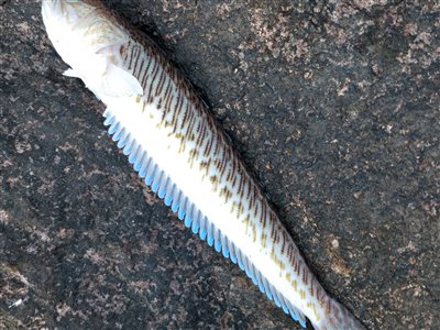 Fjæsing (Trachinus draco) Fanget ved spinnefiskeri. 
Denne fjæsing blev genudsat. Nordjylland, Skagen (Havn / mole) fjæsingefiskeri, giftig, bade, strand, grådig, varmt, vand