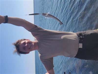 Fjæsing (Trachinus draco) Fanget ved spinnefiskeri. 
Denne fjæsing blev hjemtaget. Nordjylland, Skagen (Havn / mole) fjæsingefiskeri, giftig, bade, strand, grådig, varmt, vand