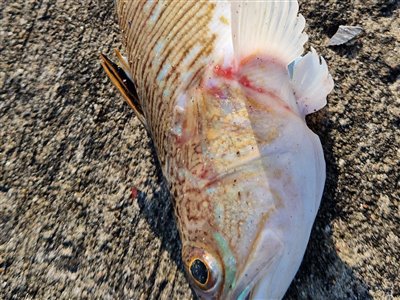 Fjæsing (Trachinus draco) Fanget ved spinnefiskeri. 
Denne fisk blev hjemtaget. Nordjylland, Øster Hurup (Havn / mole) fjæsingefiskeri, giftig, bade, strand, grådig, varmt, vand