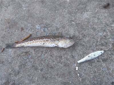 Fjæsing (Trachinus draco) Fanget ved spinnefiskeri.  Østjylland, Grenaa Havn (Havn / mole) fjæsingefiskeri, giftig, bade, strand, grådig, varmt, vand