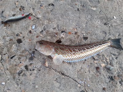 Fjæsing (Trachinus draco) Fanget ved spinnefiskeri. Denne fjæsing blev genudsat. Østjylland, Grenaa Havn (Havn / mole) fjæsingefiskeri, giftig, bade, strand, grådig, varmt, vand