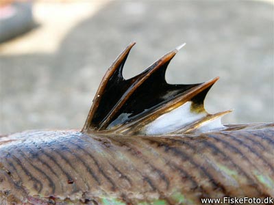 Fjæsing (Trachinus draco) Fanget ved spinnefiskeri. Fjæsingens giftige pigge. Østjylland, Djursland (Havn / mole) fjæsingefiskeri, giftig, bade, strand, grådig, varmt, vand