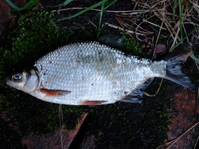 Flire (Blicca bjoerkna) Fanget ved medefiskeri. En fin flire på 29 cm. fra åen. Østjylland, tilløb til Gudenåen (Å / bæk) flirefiskeri, å, regnorm, flåd, prop