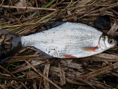 Flire (Blicca bjoerkna) Fanget ved medefiskeri. En art som jeg ikke har fanget i mange år. :) Østjylland, tilløb til Gudenåen (Å / bæk) flirefiskeri, å, regnorm, flåd, prop