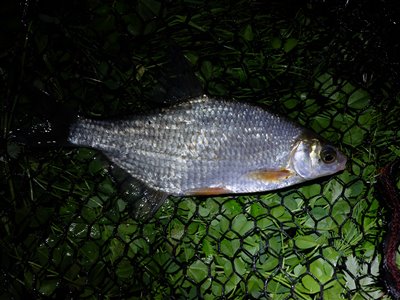 Flire (Blicca bjoerkna) Fanget ved medefiskeri.  Østjylland, privat sø (Sø / mose) flirefiskeri, å, regnorm, flåd, prop