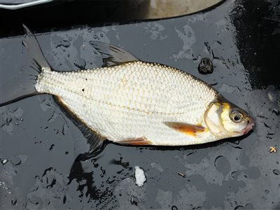 Flire (Blicca bjoerkna) Fanget ved medefiskeri.  Østjylland, tilløb til Gudenåen (Å / bæk) flirefiskeri, å, regnorm, flåd, prop