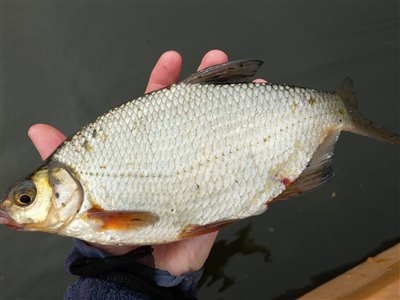Flire (Blicca bjoerkna) Fanget ved medefiskeri.  Østjylland, tilløb til Gudenåen (Å / bæk) flirefiskeri, å, regnorm, flåd, prop