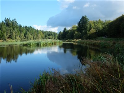 Flot natur ved Møllesøen i Klosterheden.