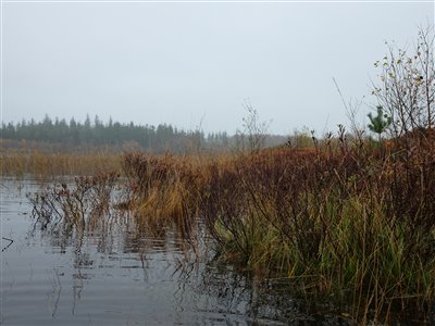 Flot natur ved søen.