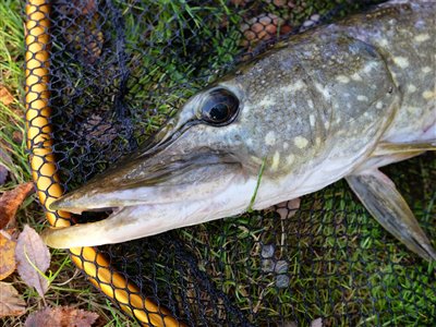 Gedde (Esox lucius) Fanget ved medefiskeri.  Østjylland, Privat mose (Sø / mose) geddefiskeri, glubsk, rovfisk, agnfisk, stålforfang, forfang,