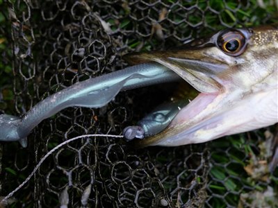 Gedde (Esox lucius) Fanget ved spinnefiskeri.  Østjylland, Privat mose (Sø / mose) geddefiskeri, glubsk, rovfisk, agnfisk, stålforfang, forfang,