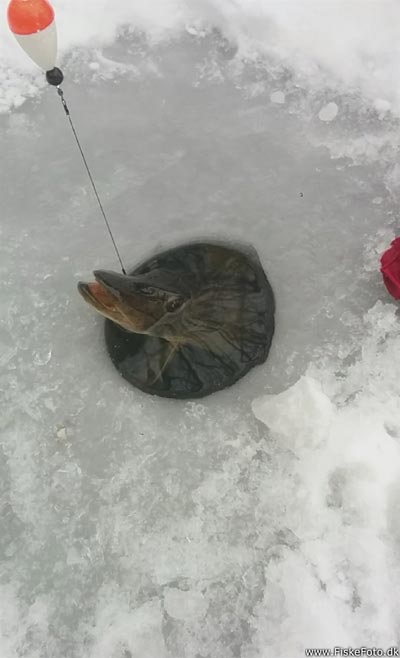 Gedden er på vej op af hullet i isen.