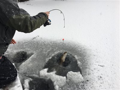 Gedden er på vej op igennem hullet i isen.