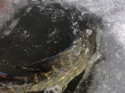 Gedden stikker af ned igennem hullet i isen.