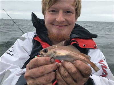 Glyse (Trisopterus minutus) Fanget ved medefiskeri.  Nordjylland, (sted ikke oplyst) (Hav) glysefiskeri, torskefisk