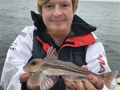 Grå knurhane (Eutrigla gurnardus) Fanget ved medefiskeri.  Nordjylland, (sted ikke oplyst) (Hav) knurhanefiskeri