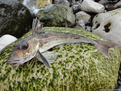 Grå knurhane (Eutrigla gurnardus) knurhanefiskeri, 