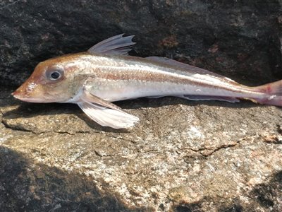 Grå knurhane (Eutrigla gurnardus) Fanget ved spinnefiskeri. 
Denne grå knurhane blev genudsat.
Dette er min første grå knurhane. Nordjylland, Skagen (Havn / mole) knurhanefiskeri