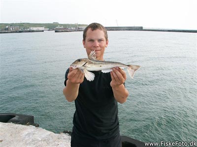 Grå knurhane (Eutrigla gurnardus) Fanget ved medefiskeri.  Nordjylland, Hanstholm Havn (Havn / mole) knurhanefiskeri