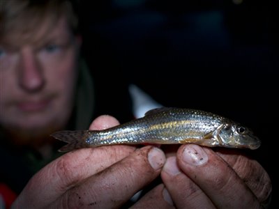 Grundling (Gobio gobio) Fanget ved medefiskeri.  Vestjylland, (sted ikke oplyst) (Fjord) grundlingfiskeri, regnorm, enkeltkrog