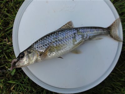 Grundling (Gobio gobio) grundlingfiskeri, regnorm, enkeltkrog, 