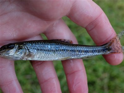 Grundling (Gobio gobio) Fanget ved medefiskeri.  Østjylland, (sted ikke oplyst) (Put & Take) grundlingfiskeri, regnorm, enkeltkrog