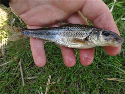 Grundling (Gobio gobio) grundlingfiskeri, regnorm, enkeltkrog, 