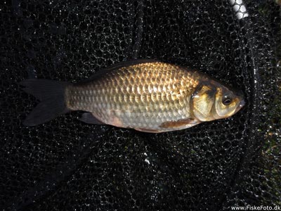 Guldfisk / sølvkarusse (Carassius auratus) Fanget ved medefiskeri. Årets første grå guldklump.
Denne guldfisk blev genudsat. Østjylland, dam ved Århus (Sø / mose) guldfiskefiskeri