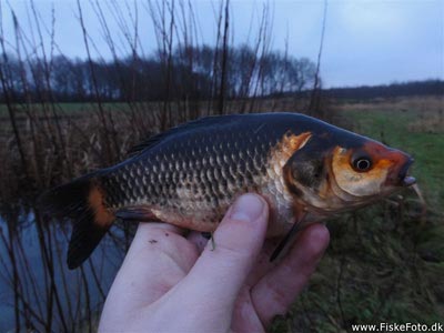 Guldfisk / sølvkarusse (Carassius auratus) Fanget ved medefiskeri.  Østjylland, dam ved Århus (Sø / mose) guldfiskefiskeri