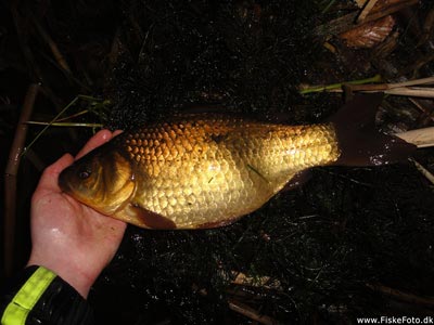 Guldfisk / sølvkarusse (Carassius auratus) Fanget ved medefiskeri. Aftenens største guldfisk. Østjylland, dam ved Århus (Sø / mose) guldfiskefiskeri