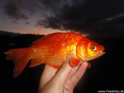 Guldfisk / sølvkarusse (Carassius auratus) Fanget ved medefiskeri. Årets 32. art, en fin guldfisk :)
Denne guldfisk blev genudsat. Østjylland, dam ved Århus (Sø / mose) guldfiskefiskeri
