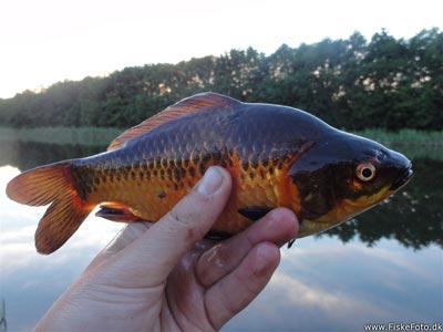 Guldfisk / sølvkarusse (Carassius auratus) Fanget ved medefiskeri. 
Denne guldfisk / sølvkarusse blev genudsat. Østjylland, dam ved Århus (Sø / mose) guldfiskefiskeri