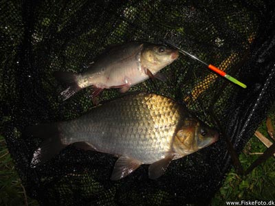 Guldfisk / sølvkarusse (Carassius auratus) Fanget ved medefiskeri. Dobbelthug på to stænger. Østjylland, dam ved Århus (Sø / mose) guldfiskefiskeri