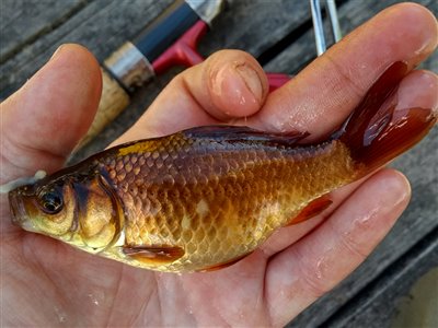 Guldfisk / sølvkarusse (Carassius auratus) Fanget ved medefiskeri.  Østjylland, privat sø (Sø / mose) guldfiskefiskeri