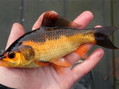 Guldfisk / sølvkarusse (Carassius auratus) Fanget ved medefiskeri. En fin lille guldfisk. Østjylland, (sted ikke oplyst) (Sø / mose) guldfiskefiskeri