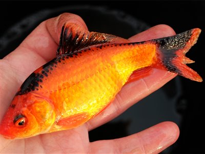 Guldfisk / sølvkarusse (Carassius auratus) Fanget ved medefiskeri. En rød og sort guldfisk. Østjylland, (sted ikke oplyst) (Sø / mose) guldfiskefiskeri
